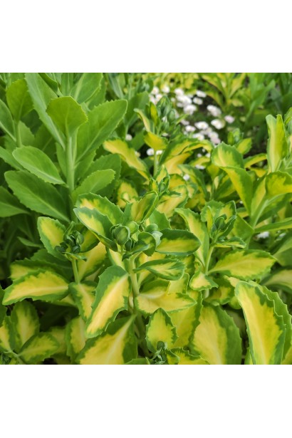 Очиток Елсіс Голд - строкатий багаторічник для сонячних місць